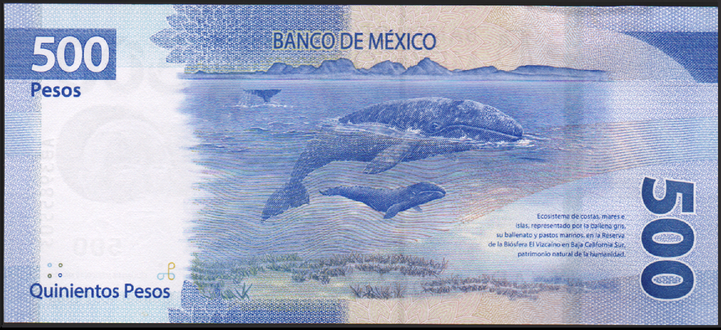 Meksyk 500 Peso Pływacz szary 2017 P-136