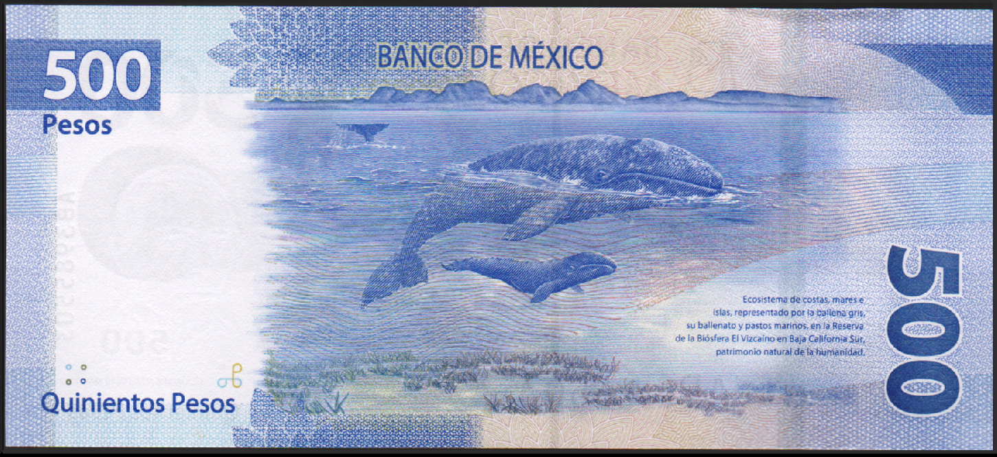 Meksyk 500 Peso Pływacz szary 2017 P-136